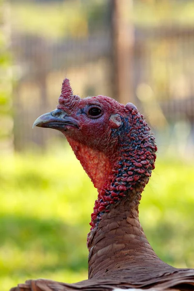 Turkey standing with his head turned to the side