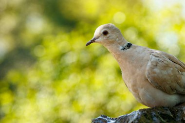 Kayanın üzerinde oturan ve sana bir gözü ile bakıp kuş
