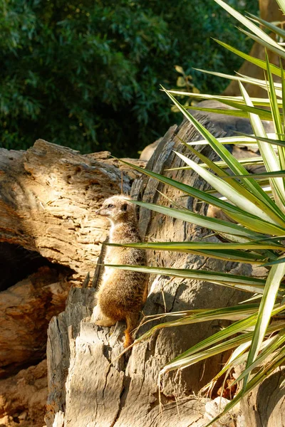 Meerkat standing and looking to the other side