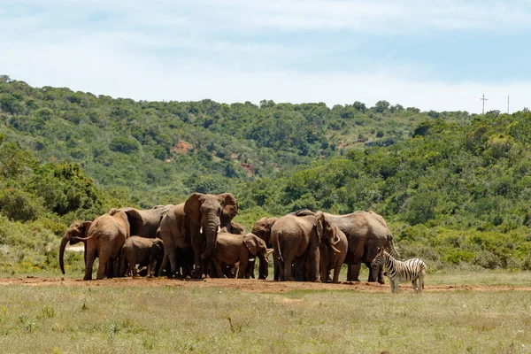 Слоны Собираются Вместе Колодца — стоковое фото