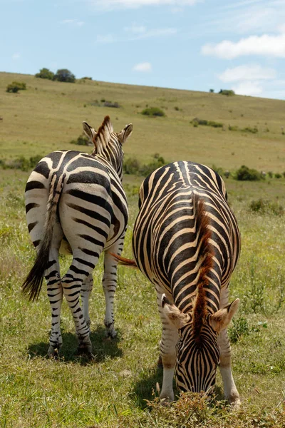 Zebra Permanent Tegengestelde Richtingen Samen — Stockfoto