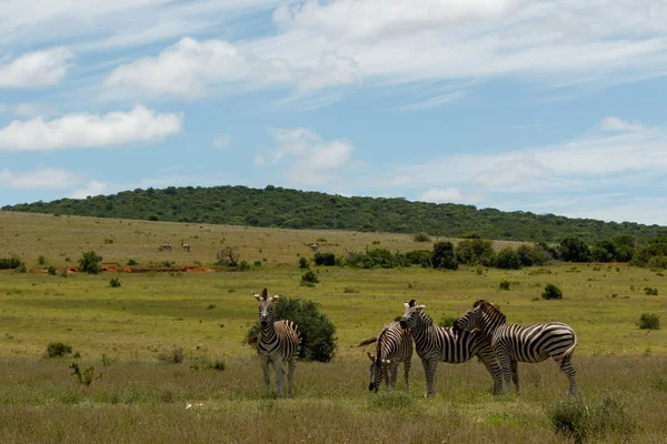 Zebra Staande Opeenhoping Samen Het Open Veld — Stockfoto