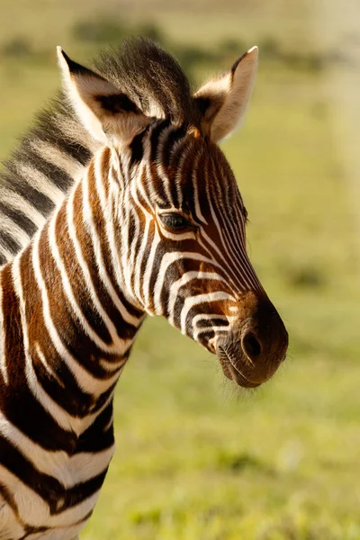 Dítě Zebra Stojící Sám Davu — Stock fotografie