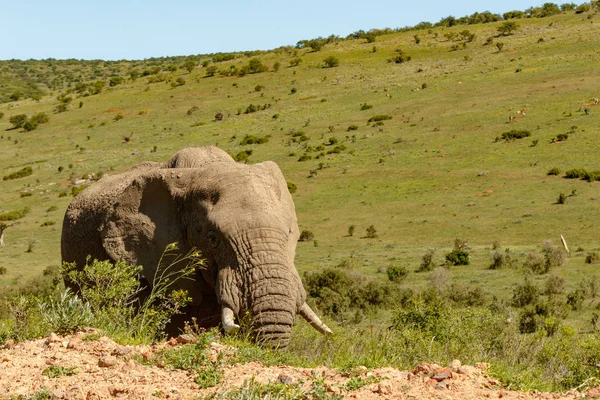 大象走在田野的一侧 — 图库照片