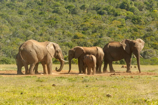 Elefantenfamilie Sammelt Sich Damm Auf Dem Feld — Stockfoto