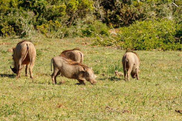Warthogs gathering together in a circle to eat grass in the field