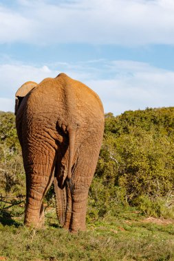 Çekip alan çalıların için fil