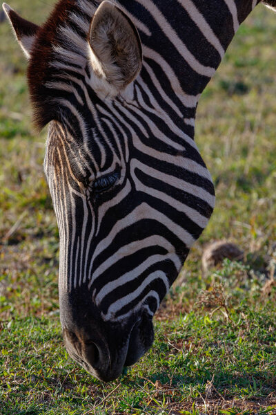 Close up of a Zebra bending down to eat grass in the field