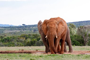 Birbirine yakın sulama delik ayakta filler.