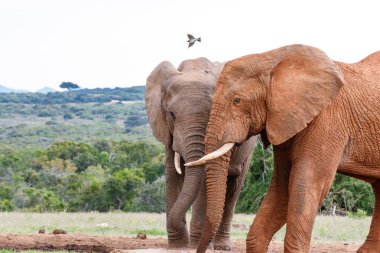 Barajda birbirlerine karşı onların şort ile ayakta filler.