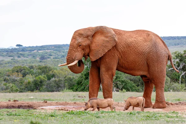 Elefante Jabalíes Bebiendo Agua Abrevadero — Foto de Stock