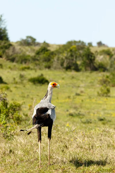 Segretario Bird Piedi Nell Erba Tra Cespugli — Foto Stock