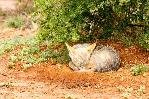 Svartryggig Jackal Sover Marken Trädet — Stockfoto