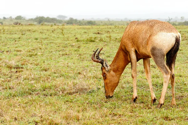 Kudu Standing Eating Grass Watching You Field — Stock Photo, Image