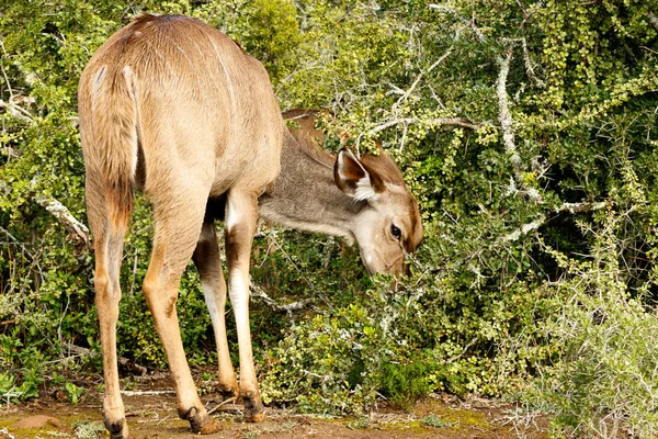 Kudu Hiding His Mouth Bushes Field — Stock Photo, Image