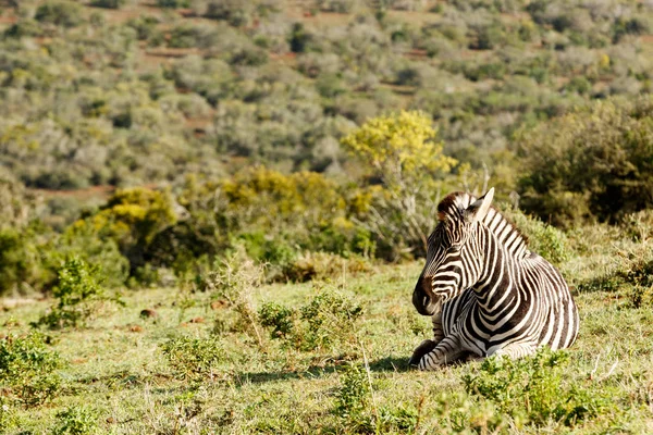 Zebra Liggend Het Veld Vangen Sommige Zon — Stockfoto