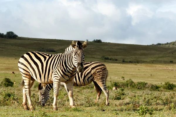 Zebra Står Och Stirrar Dig Fältet — Stockfoto