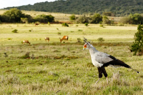 Segretario Bird Camminare Con Testa Giù Nel Campo — Foto Stock