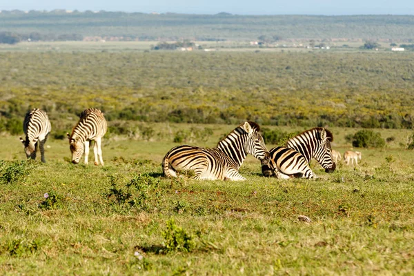 Grupo Zebras Deitado Enquanto Outro Está Comendo Grama Campo — Fotografia de Stock