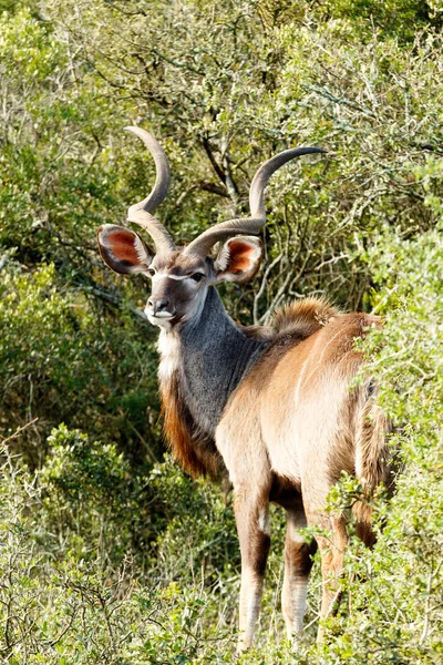 Büyük Kudu Doğu Güney Afrika Boyunca Bulunan Ormanlık Bir Antilop — Stok fotoğraf