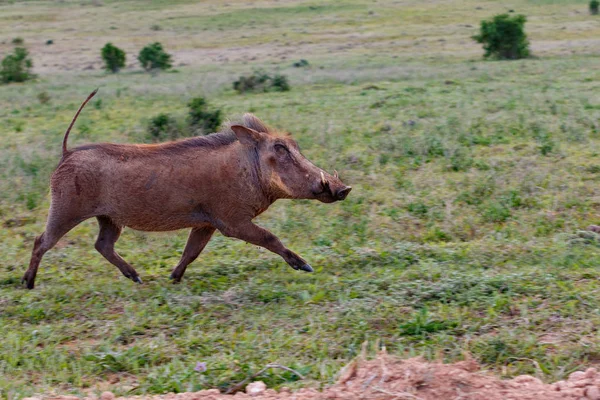 Warthog Courir Sauvage Dans Herbe Dans Champ — Photo