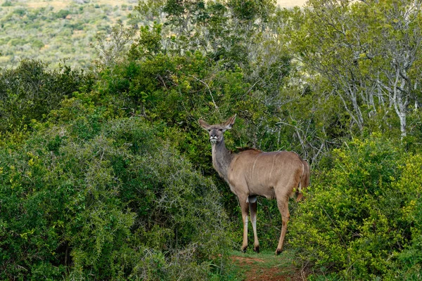 Kudu Otoczone Krzewów Polu Obrazek Stockowy