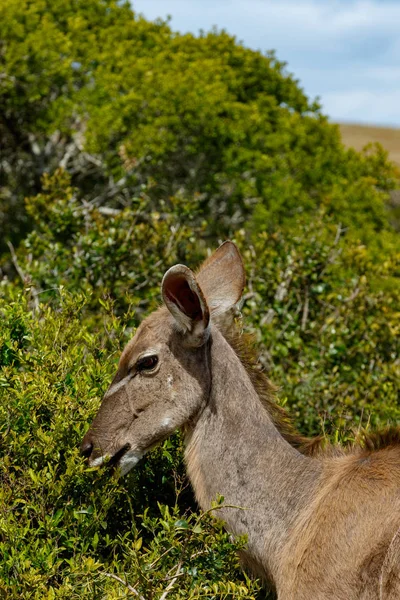 Kudu Standing Eating Branch Field — Stock Photo, Image