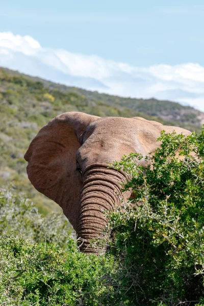 Elefant Blickt Hinter Den Dornigen Busch Auf Dem Feld — Stockfoto