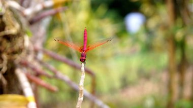 Kuala Lumpur, Malezya - 12th Nisan 2015: Güzel çiçek açan orkide orkide Bahçe
