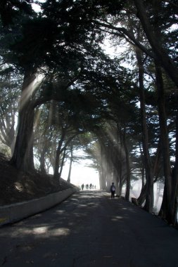 San Francisco, California, Amerika Birleşik Devletleri - 11 Kasım 2018: Golden Gate Ulusal rekreasyon alanı Fort Mason Park'ta insanlarla ışınları ağaçlar aracılığıyla ışık