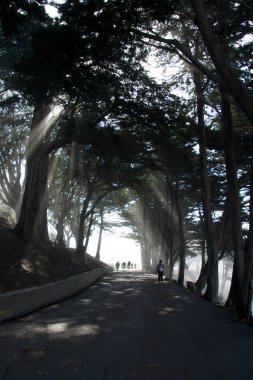 SAN FRANCISCO, CALIFORNIA, UNITED STATES - NOV 11th, 2018: Light rays through trees at Fort Mason park in Golden Gate National Recreation Area with people clipart