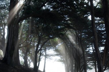 San Francisco, California, Amerika Birleşik Devletleri - 11 Kasım 2018: Fort Mason Park Golden Gate Ulusal rekreasyon alanı içinde ışınları ağaçlar aracılığıyla ışık