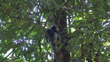 Kedah, Langkawi, Malezya - 08 Nisan 2015: Bir yetişkin gölgeli yaprak maymun ya da langur vahşi bir ağaç yapraklarında arasında oturuyor