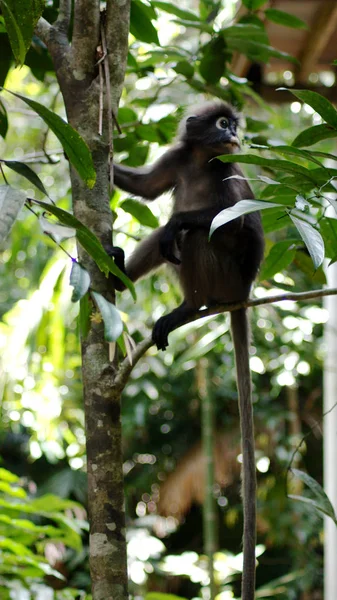 KEDAH, LANGKAWI, MALASIA - 08 DE ABRIL DE 2015: Un mono adulto de hojas oscuras o langur está sentado entre las hojas de un árbol en la naturaleza —  Fotos de Stock