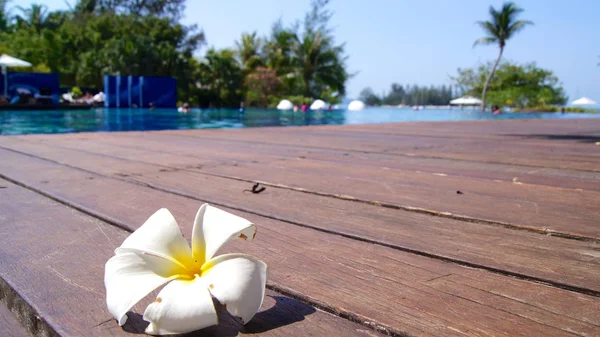 马来西亚兰卡威吉打-2015年4月5日: 豪华酒店游泳池上的热带花普拉米利亚 — 图库照片