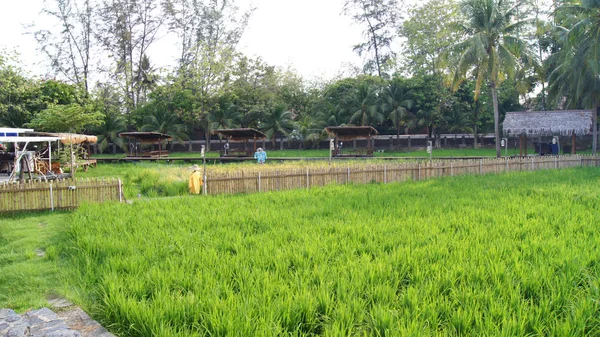 Kedah, langkawi, malaysia - 08. Apr 2015: malerischer Blick auf Reisfelder mit Palmen auf einer Reisfarm in der Nähe des Cenang-Strandes — Stockfoto
