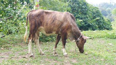 Kedah, Langkawi, Malezya - 09 Nisan 2015: Genç sokak yanında çayır üzerinde boğa