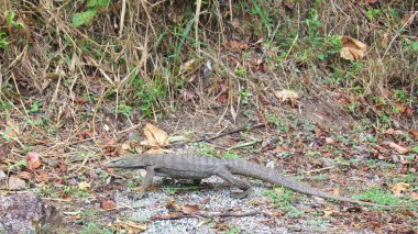 KEDAH, LANGKAWI, MALAYSIA - APR 11th, 2015: Closeup of monitor lizard - Varanus in the jungle