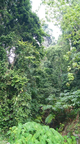 KEDAH, LANGKAWI, MALAYSIA APR 09th, 2015: Pemandangan hutan yang spektakuler — Stok Foto