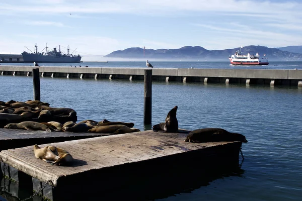 SAN FRANCISCO, CALIFORNIA, ESTADOS UNIDOS - 25 DE NOV DE 2018: Sello o leones marinos en el Muelle 39 de San Francisco con vista embellecedora del Puente Golden Gate en el fondo. Pier 39 es un centro comercial y — Foto de Stock