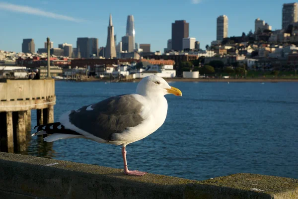 Σαν Φρανσίσκο, Καλιφόρνια, Ηνωμένες Πολιτείες-25th, 2018: γλάρος σε κοντινή απόσταση με τον ορίζοντα του Σαν Φρανσίσκο στο παρασκήνιο — Φωτογραφία Αρχείου