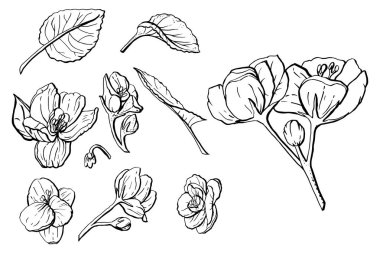 Üç vektör siyah siluetler gül çiçek beyaz bir arka plan üzerinde izole kümesi.