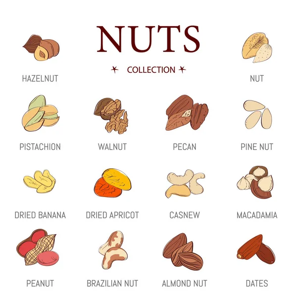 Juego de tuercas vectoriales de diseño plano. Colección de iconos de nueces comestibles con avellanas, cacahuetes, castañas, pistachos, nueces pecanas, anacardos y más . — Archivo Imágenes Vectoriales