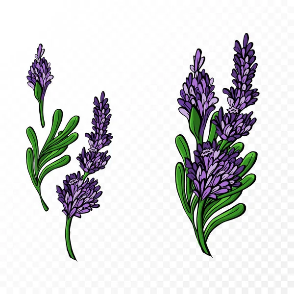 Realistische vectorelementen set van Oranje lavendel (bloemblaadjes, bladeren) met de mogelijkheid om het uiterlijk van de bloem te veranderen, zoals in de constructor. Vector. — Stockvector