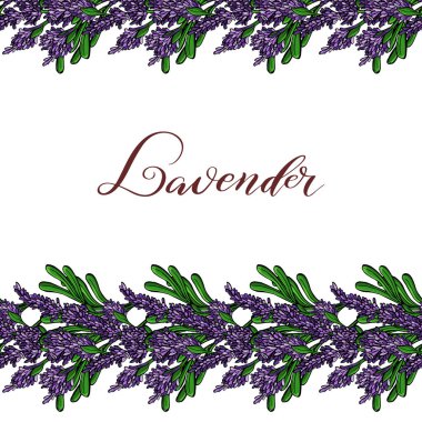 Çiçekli Lavanta Kartı. Provence mor lavanta ile Vintage Etiket. Doğal kozmetik, güzellik mağazası, sağlık ürünleri, parfüm, uçucu yağ için arka plan tasarımı. Vektör.