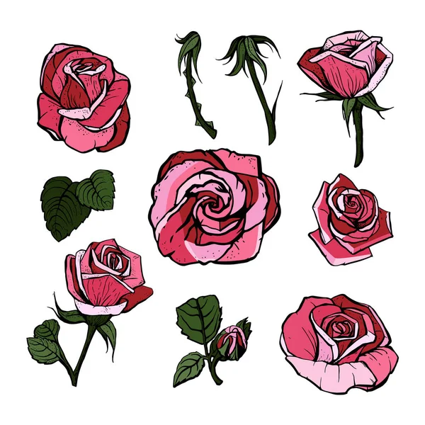 Set van rozen, roze, rode bloemen en knoppen, groene bladeren op witte achtergrond, digitale tekening illustratie, collectie voorontwerp, Vector kunst. — Stockvector