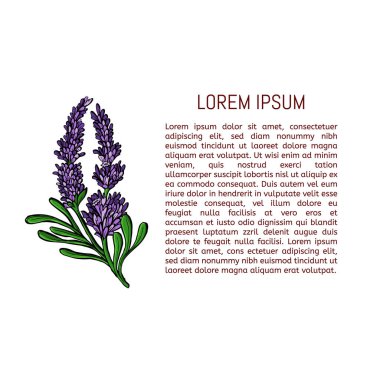 Lavanta çiçeği. Romantik düğün davetiyeleri. Çiçekli Lavanta Kartı. Doğal kozmetik, güzellik mağazası, sağlık ürünleri, parfüm, uçucu yağ için arka plan tasarımı. Vektör.