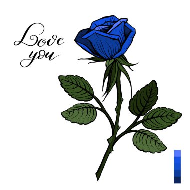 Mavi gül beyaz üzerine izole. Güzel mavi gül izole