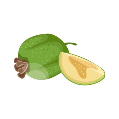 Olgun feijoa. Tropikal meyveler. Vejetaryen beslenme. Organik gıda. Ayrıntılı vektör çizimi.