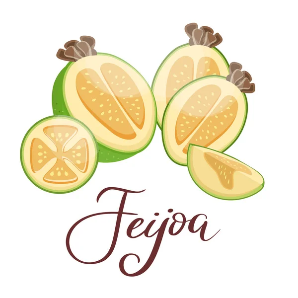 Reife Feijoa. Tropische Früchte. Vegetarische Ernährung. Bio-Lebensmittel. Detaillierte Vektorillustration. — Stockvektor